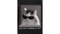 Erkek T-Shirt Komik Kedi Baskılı kısa kol Tişört - Siyah Erkek T-Shirt Komik Kedi Baskılı kısa kol Tişört - Siyah